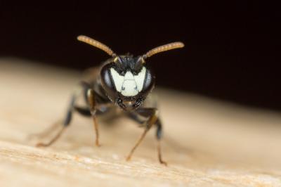  Hylaeus gredleri Förster, 1871