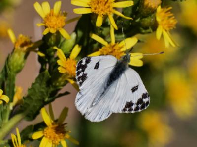 Marbré-de-vert (Le), Piéride du Réséda (La), Marbr Pontia daplidice (Linnaeus, 1758)