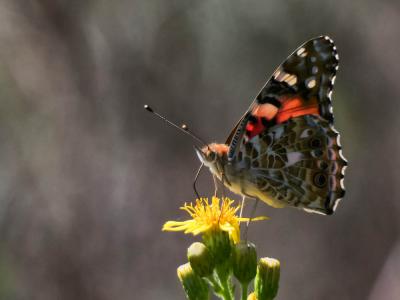 Vanesse des Chardons (La), Belle-Dame (La), Vaness Vanessa cardui (Linnaeus, 1758)