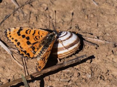 Mélitée orangée (La), Damier orangé (Le), Diane (L Melitaea didyma (Esper, 1778)