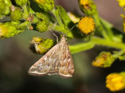  Loxostege sticticalis (Linnaeus, 1760)