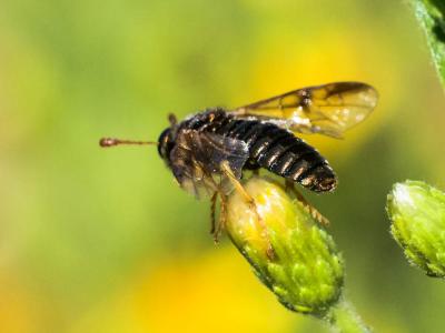  Abia sericea (Linnaeus, 1767)