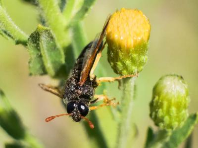  Abia sericea (Linnaeus, 1767)