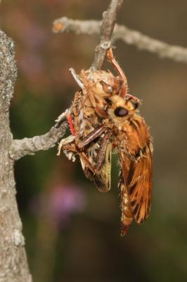 Asile frelon, Asilide frelon Asilus crabroniformis Linnaeus, 1758