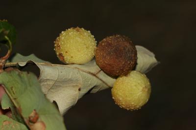  Cynips quercusfolii Linnaeus, 1758
