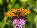 Grand collier argenté (Le), Nacré sagitté (Le) Boloria euphrosyne (Linnaeus, 1758)