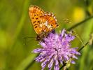Grand collier argenté (Le), Nacré sagitté (Le) Boloria euphrosyne (Linnaeus, 1758)