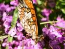 Mélitée de la Lancéole (La), Mélitée des Scabieuse Melitaea parthenoides Keferstein, 1851