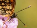Mélitée du Mélampyre (La), Damier Athalie (Le) Melitaea athalia (Rottemburg, 1775)