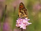 Mélitée du Mélampyre (La), Damier Athalie (Le) Melitaea athalia (Rottemburg, 1775)