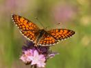 Mélitée du Mélampyre (La), Damier Athalie (Le) Melitaea athalia (Rottemburg, 1775)