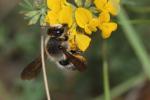  Megachile pyrenaica Lepeletier, 1841