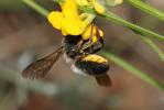  Megachile pyrenaica Lepeletier, 1841
