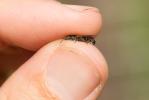  Chelostoma rapunculi (Lepeletier, 1841)