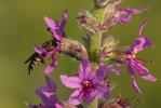  Coelioxys inermis (Kirby, 1802)