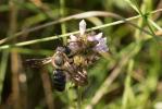  Megachile sculpturalis Smith, 1853