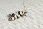  Pseudotelphusa scalella (Scopoli, 1763)