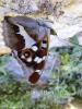 Grand mars changeant (Le), Grand Mars (Le), Chatoy Apatura iris (Linnaeus, 1758)