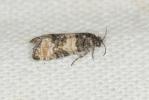  Piniphila bifasciana (Haworth, 1811)