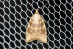  Aleimma loeflingiana (Linnaeus, 1758)