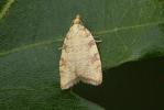  Aleimma loeflingiana (Linnaeus, 1758)