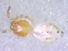  Philodromus longipalpis Simon, 1870