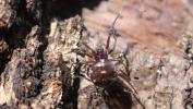  Crustulina scabripes Simon, 1881