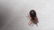  Lasaeola convexa (Blackwall, 1870)