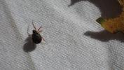  Lasaeola convexa (Blackwall, 1870)