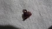  Chernetidae Menge