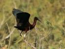 Ibis falcinelle Plegadis falcinellus (Linnaeus, 1766)