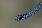 Couleuvre de Montpellier Malpolon monspessulanus (Hermann, 1804)