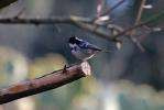 Mésange noire Periparus ater (Linnaeus, 1758)