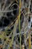  Macronemurus appendiculatus (Latreille, 1807)