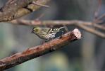 Tarin des aulnes Carduelis spinus (Linnaeus, 1758)