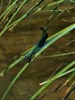 Caloptéryx occitan Calopteryx xanthostoma (Charpentier, 1825)