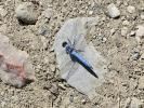 Orthétrum brun (L') Orthetrum brunneum (Boyer de Fonscolombe, 1837)