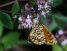 Mélitée des Linaires (La) Melitaea deione (Geyer, 1832)
