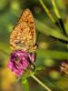 Chiffre (Le) Fabriciana niobe (Linnaeus, 1758)