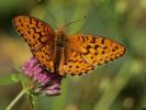 Chiffre (Le) Fabriciana niobe (Linnaeus, 1758)