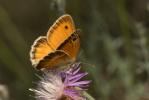 Fadet commun (Le), Procris (Le), Petit Papillon de Coenonympha pamphilus (Linnaeus, 1758)