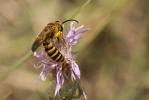  Halictus scabiosae (Rossi, 1790)