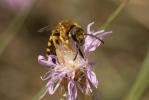  Halictus scabiosae (Rossi, 1790)