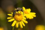  Halictus gruenwaldti Ebmer, 1975