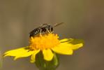  Lasioglossum Curtis, 1833
