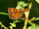 Mélitée du Mélampyre (La), Damier Athalie (Le) Melitaea athalia (Rottemburg, 1775)