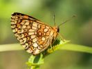 Mélitée du Mélampyre (La), Damier Athalie (Le) Melitaea athalia (Rottemburg, 1775)