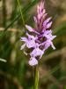 Orchis tacheté, Orchis maculé Dactylorhiza maculata (L.) Soó, 1962