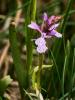 Orchis tacheté, Orchis maculé Dactylorhiza maculata (L.) Soó, 1962