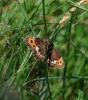 Moiré blanc-fascié (Le), Grand nègre hongrois (Le) Erebia ligea (Linnaeus, 1758)